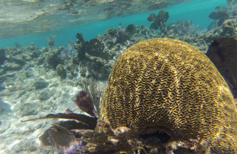 Más de un siglo llevan los corales del Caribe calentándose