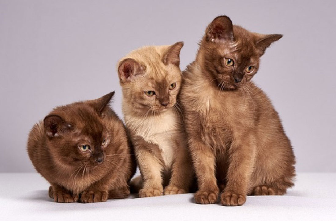 Antiparasitarios gatos
