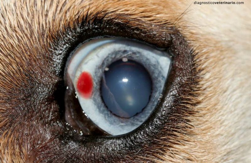 Hemorragia corneal en el perro
