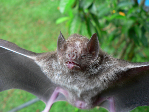Los incendios en la Amazonia afectan la diversidad acústica de los murciélagos