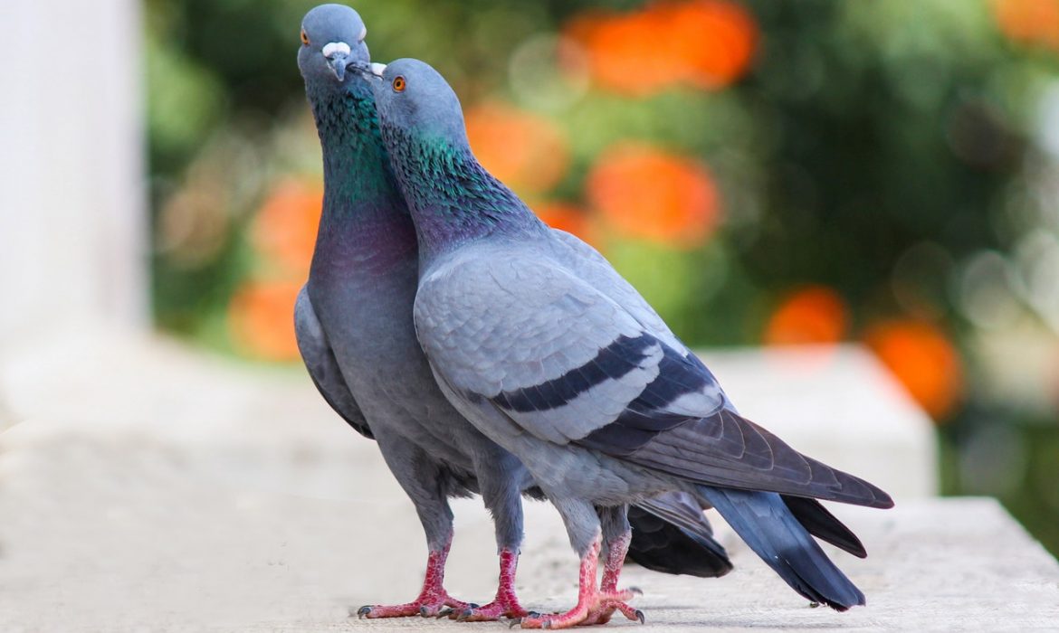 96 aves muertas por gripe aviar en un parque de la Comunidad de Madrid
