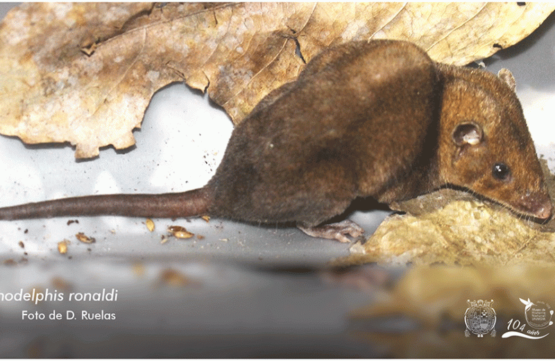 Redescubren a un escurridizo marsupial colicorto, Monodelphis ronaldi, en Perú