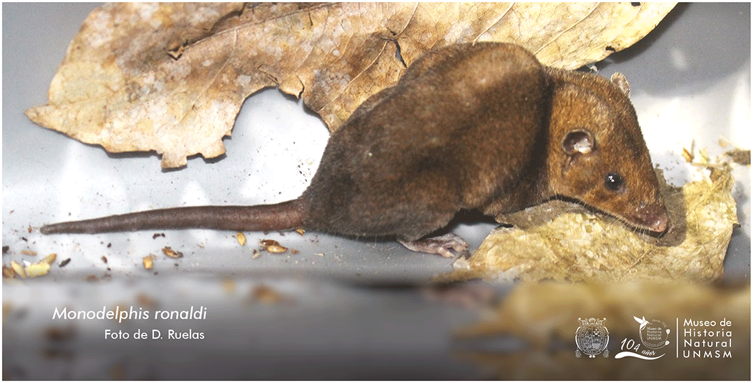 Redescubren a un escurridizo marsupial colicorto, Monodelphis ronaldi, en Perú