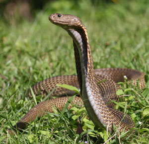 Cobra filipina - Naja philippinensis 