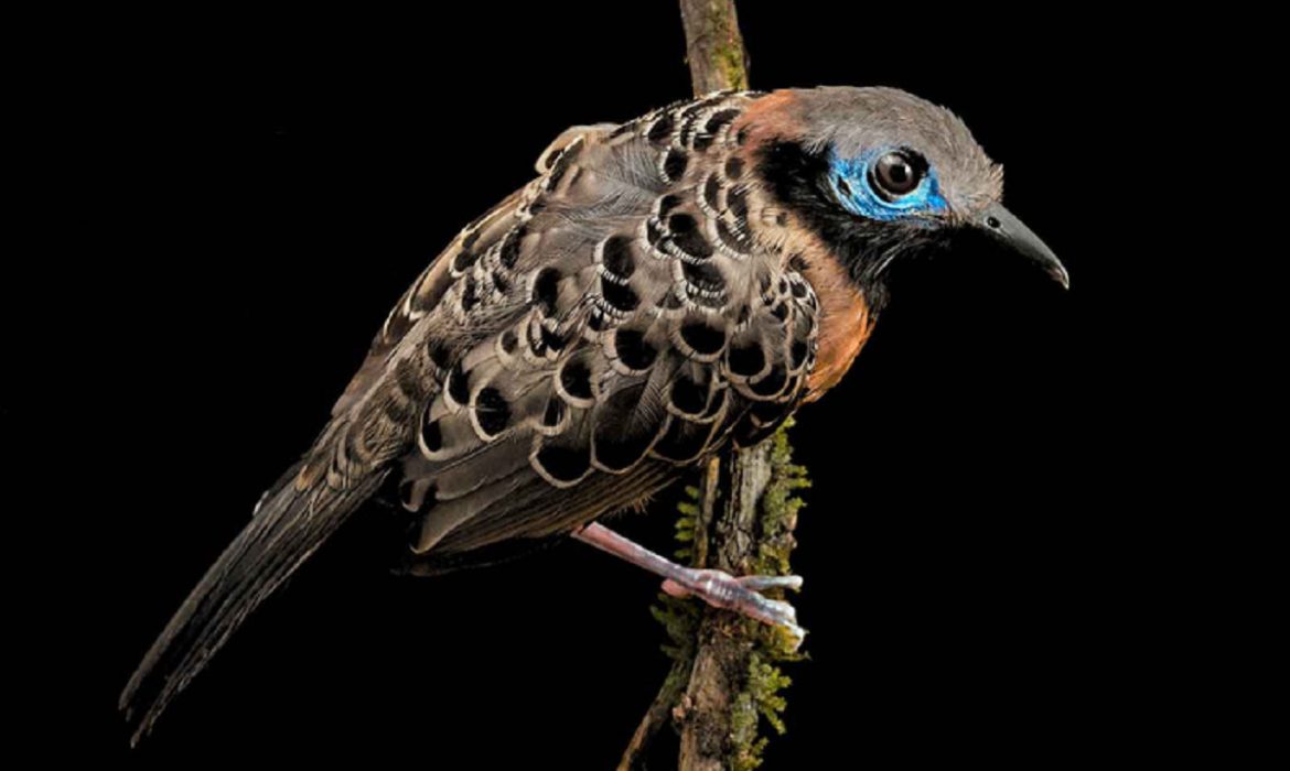 Las aves del bosque panameño desaparecen sin que se sepa por qué