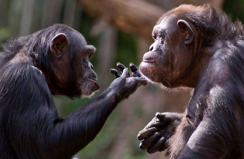 Los chimpancés ‘reconocen’ los cráneos de sus muertos