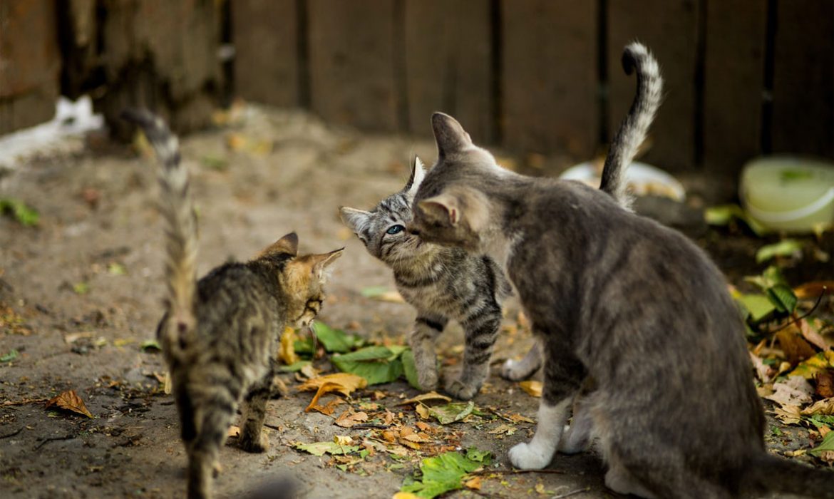 Primera edición del curso sobre control integral de colonias felinas urbanas y su gestión veterinaria