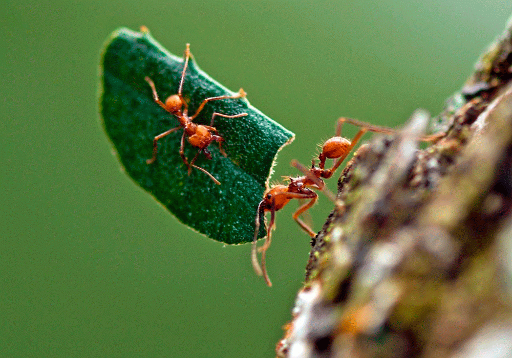 Las hormigas Atta, una especie de hace 8,5 millones de años