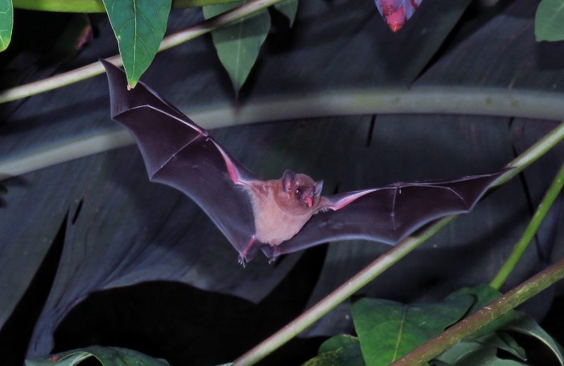 La temperatura y vuelo de los murciélagos, claves para definir su tamaño