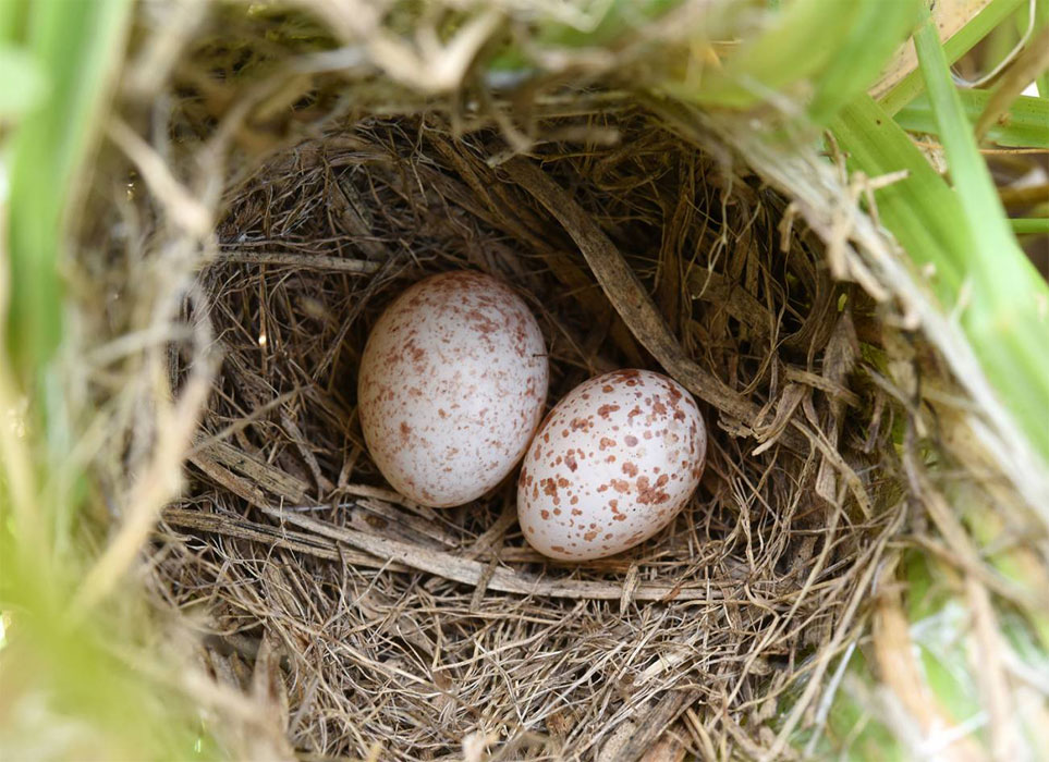 La falsificación de los huevos por parte de algunos pájaros para evitar algunos costes de paternidad