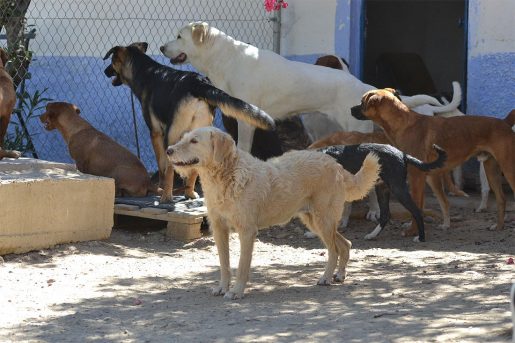 Perros rescatados en Refugio Naciendo un Sol