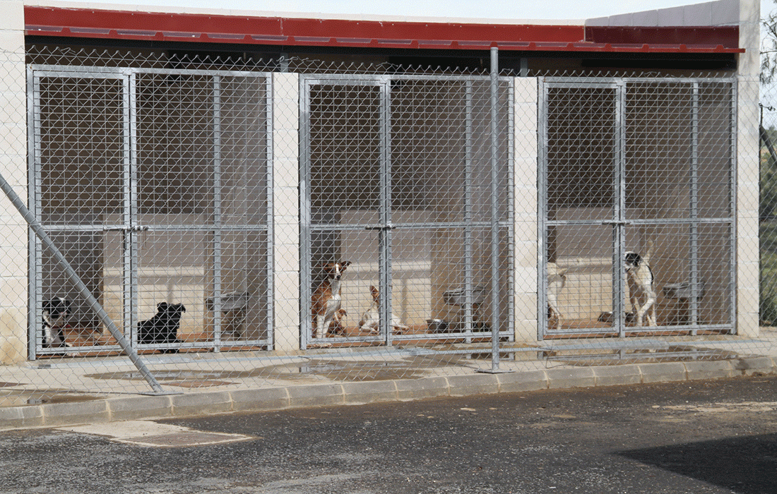 Diputación de Huelva hace un llamamiento a la adopción de perros abandonados a través de su Centro Provincial de Animales