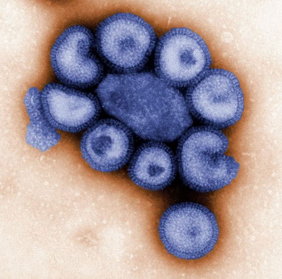 Virus - Autores James Gathany, Judy Schmidt,