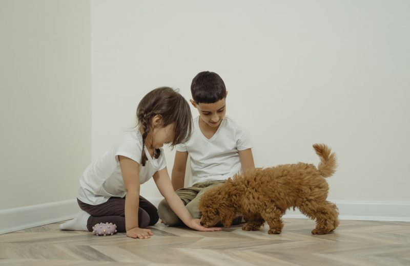 Los niños pequeños con perros se benefician de una mayor actividad física y menos tiempo frente a la pantalla