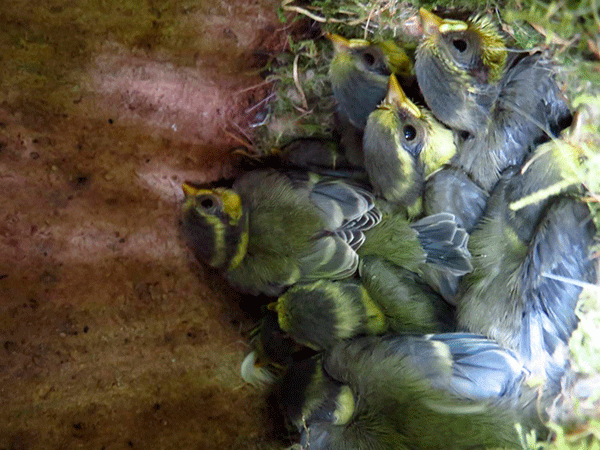 Los nidos de las aves en las ciudades están hechos con materiales artificiales y albergan menos polluelos