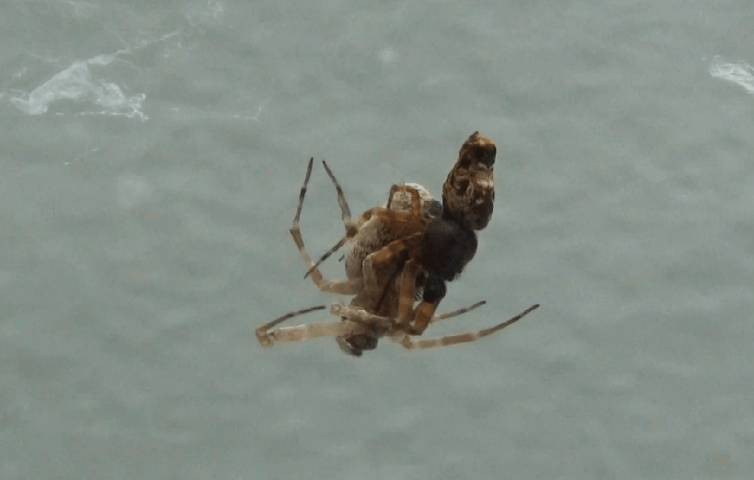 Los machos de esta especie de araña se catapultan para evitar ser devorados tras el acto sexual
