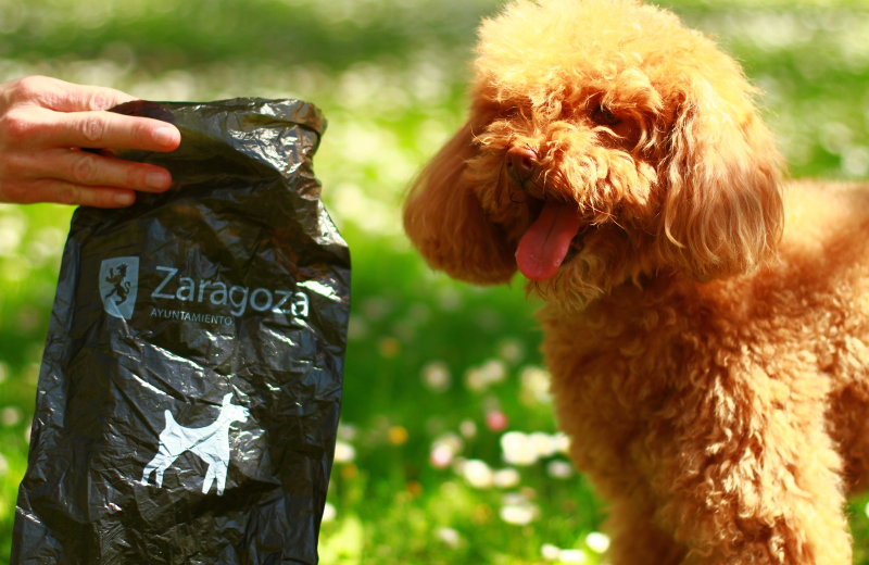 El Ayuntamiento de Zaragoza inicia la distribución de 400.000 bolsas para excrementos caninos a través de las clínicas veterinarias