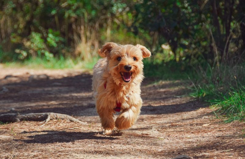 Más de un centenar de jueces caninos elegirán en Madrid a los mejores perros de raza del mundo