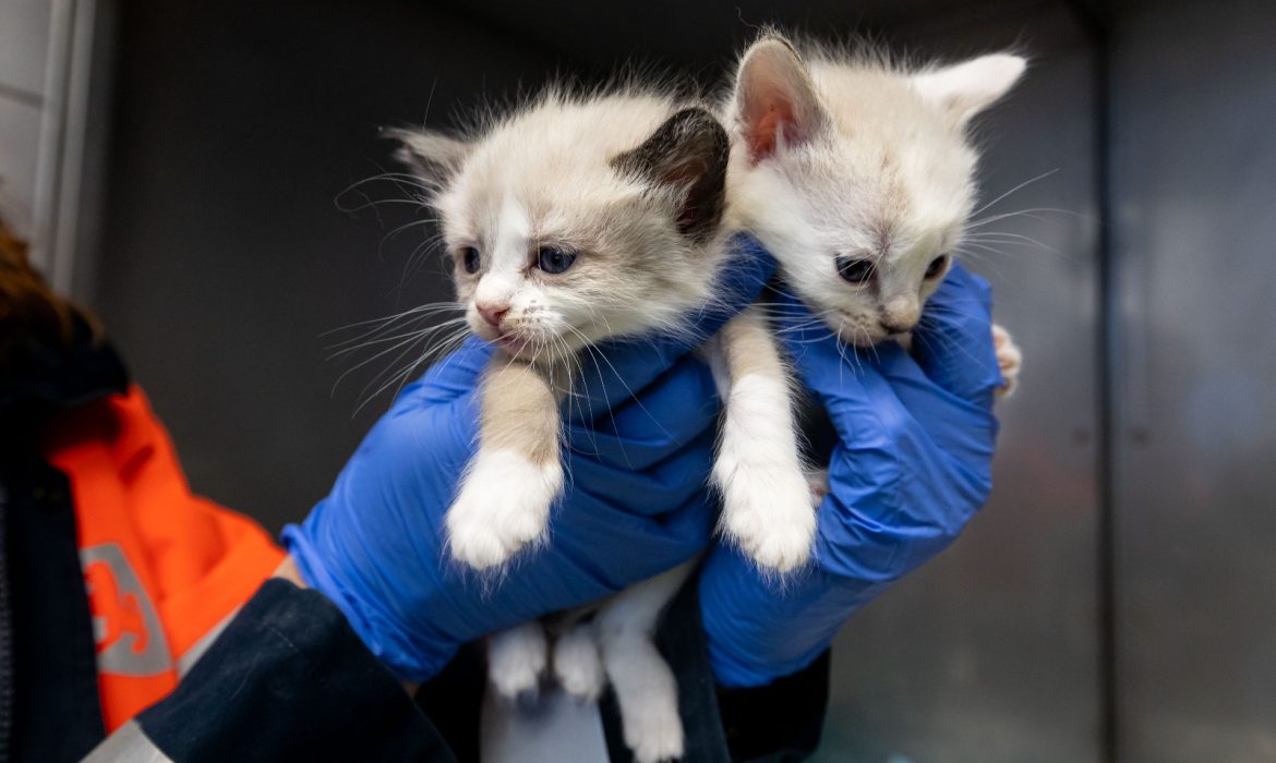 El Centro Municipal de Protección Animal de Zaragoza hace un llamamiento a la ciudadanía para dar en adopción a 76 gatos