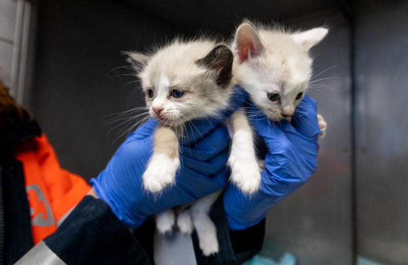 El Centro Municipal de Protección Animal de Zaragoza hace un llamamiento a la ciudadanía para dar en adopción a 76 gatos
