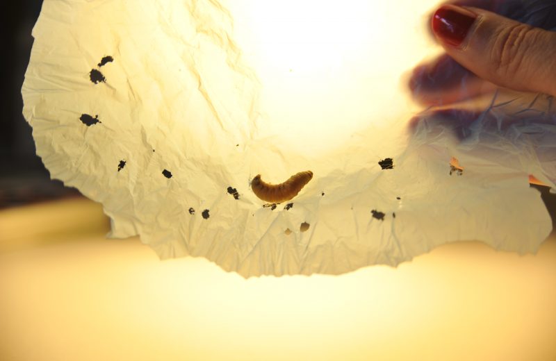 La saliva del gusano de la cera contiene enzimas capaces de degradar el plástico