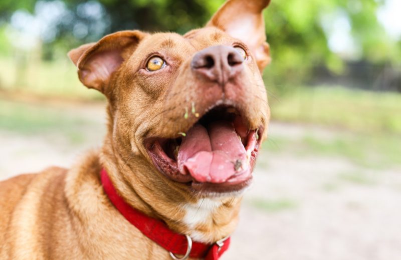 Los perros saben distinguir entre las risas, los bostezos o las toses de los humanos