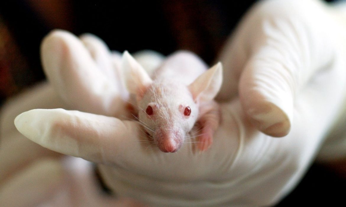 Las Ong’s ANDA y APP PRIMADOMUS piden al Gobierno un plan alternativo a la experimentación con animales