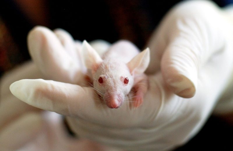 Las Ong’s ANDA y APP PRIMADOMUS piden al Gobierno un plan alternativo a la experimentación con animales