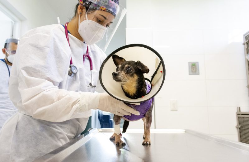Nuevo método para regenerar huesos de perros y gatos