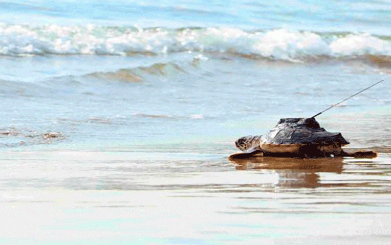Dos ejemplares de tortuga boba liberados en la costa andaluza atraviesan el Estrecho de Sicilia y llegan al Mediterráneo central