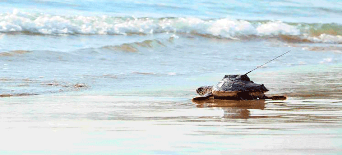 Dos ejemplares de tortuga boba liberados en la costa andaluza atraviesan el Estrecho de Sicilia y llegan al Mediterráneo central