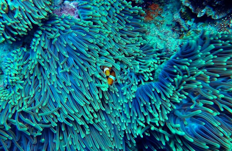 El papel del clima y la paleogeografía en la distribución de los arrecifes de coral de aguas cálidas