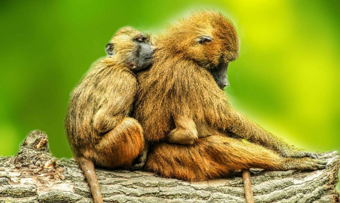 Los babuinos macho priorizan relaciones sociales distintas según la etapa de su vida
