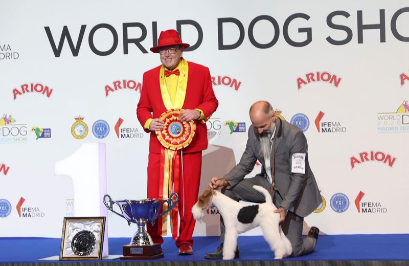 El campeón del mundo del Dog World Show es un foxterrier