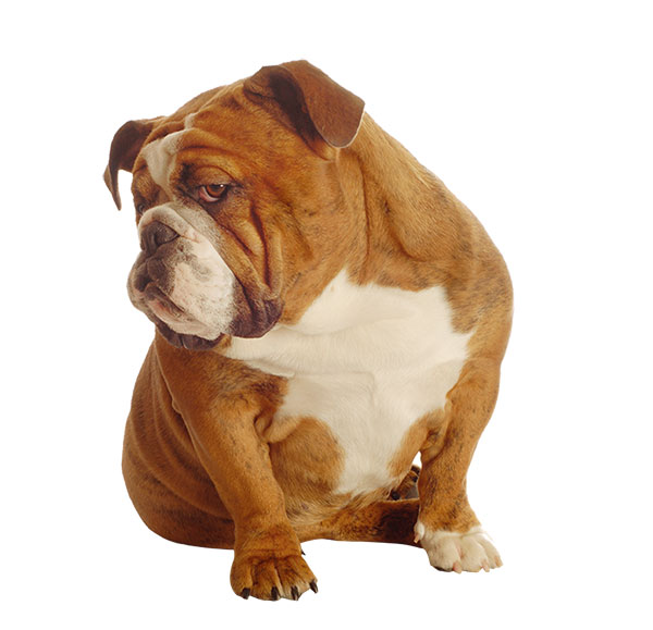 Bulldog - Mi perro no come