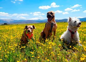 La diputación de Segovia promoverá el turismo de mascotas