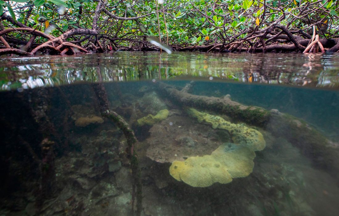 Los corales tropicales encuentran un hábitat alternativo donde prosperar frente al cambio climático