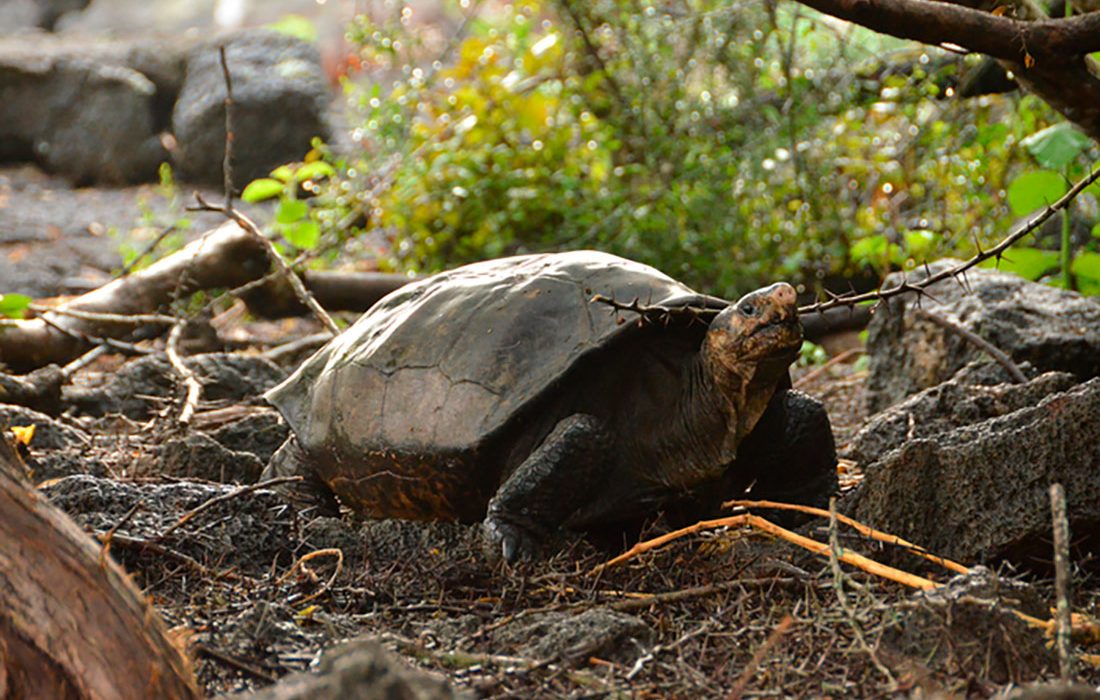Una especie de tortuga gigante de Galápagos que se creía extinta sigue viva