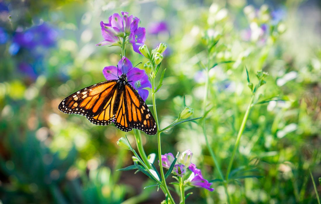 Las poblaciones de mariposas monarca están prosperando