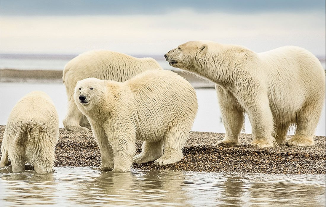 La población de osos polares más aislada del planeta