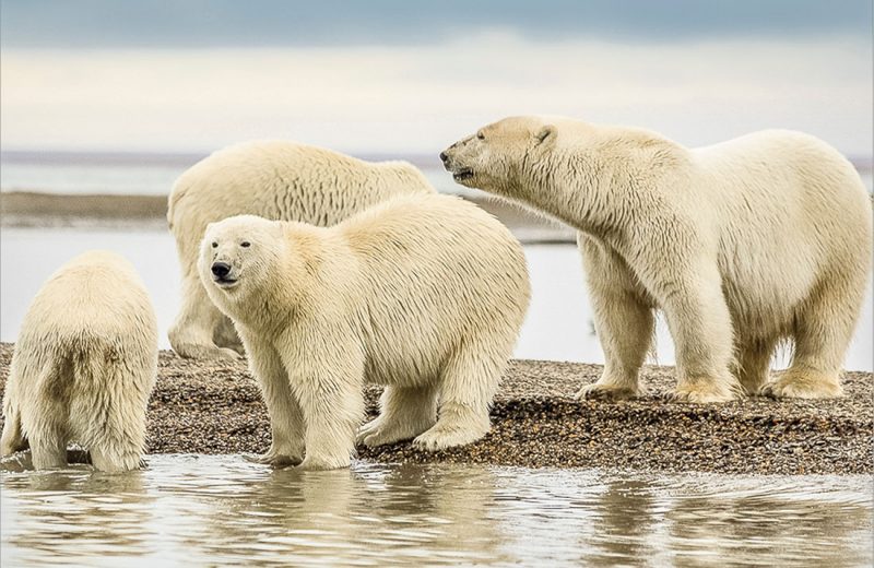 La población de osos polares más aislada del planeta