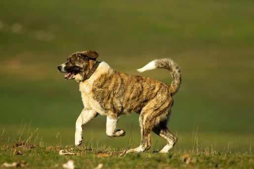 Perro