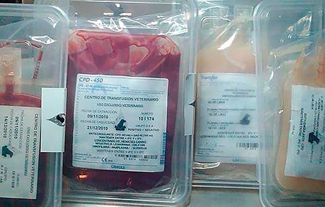 El refugio se persona frente en el caso más atroz de sacrificio para transfusión de sangre animal