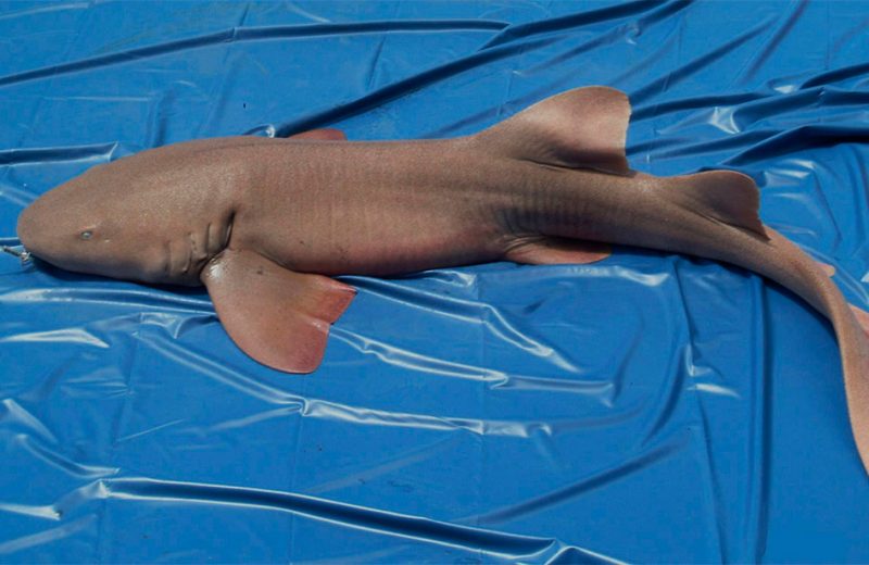 Los tiburones de Miami tienen más grasa acumulada que los de áreas conservadas