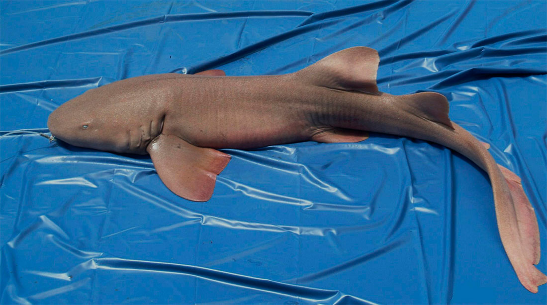 Los tiburones de Miami tienen más grasa acumulada que los de áreas conservadas