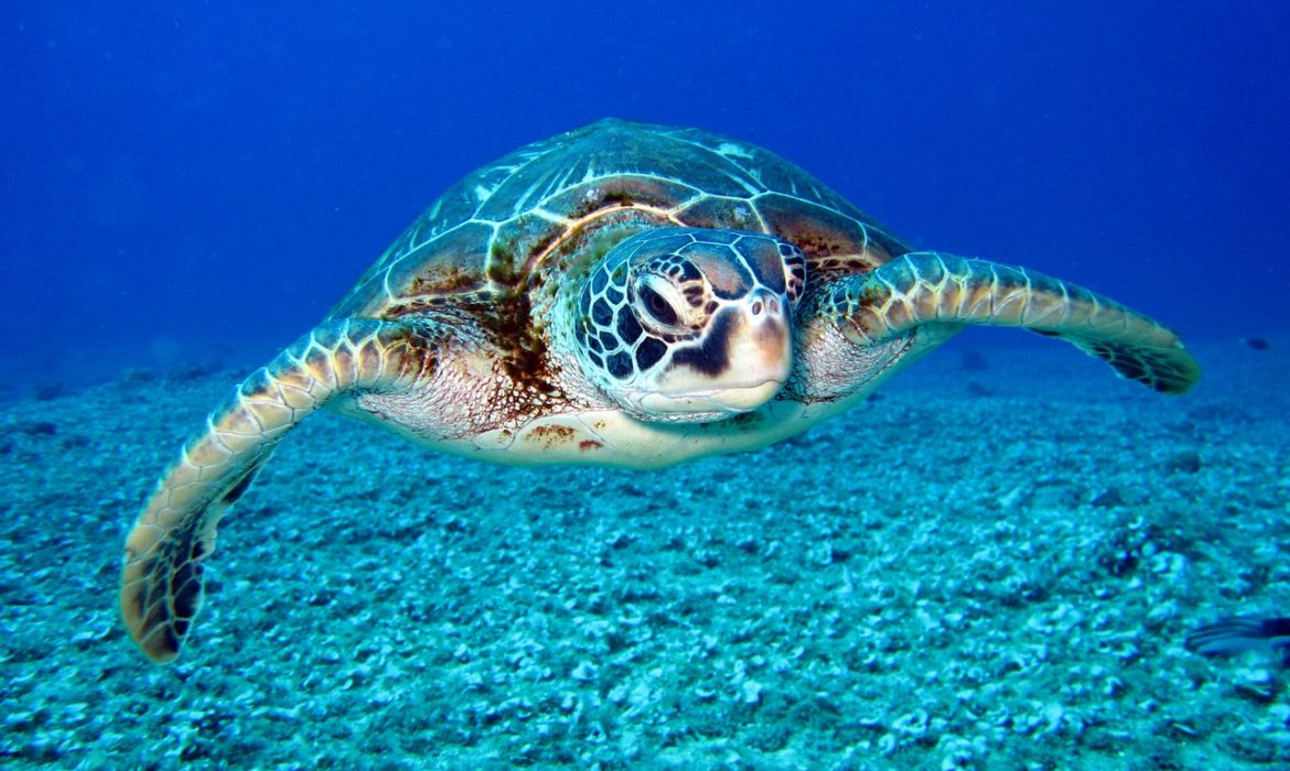 16 de junio – Día Mundial de las Tortugas Marinas