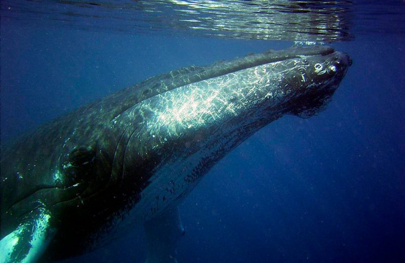 La ballenas jorobadas aprenden canciones de otras poblaciones