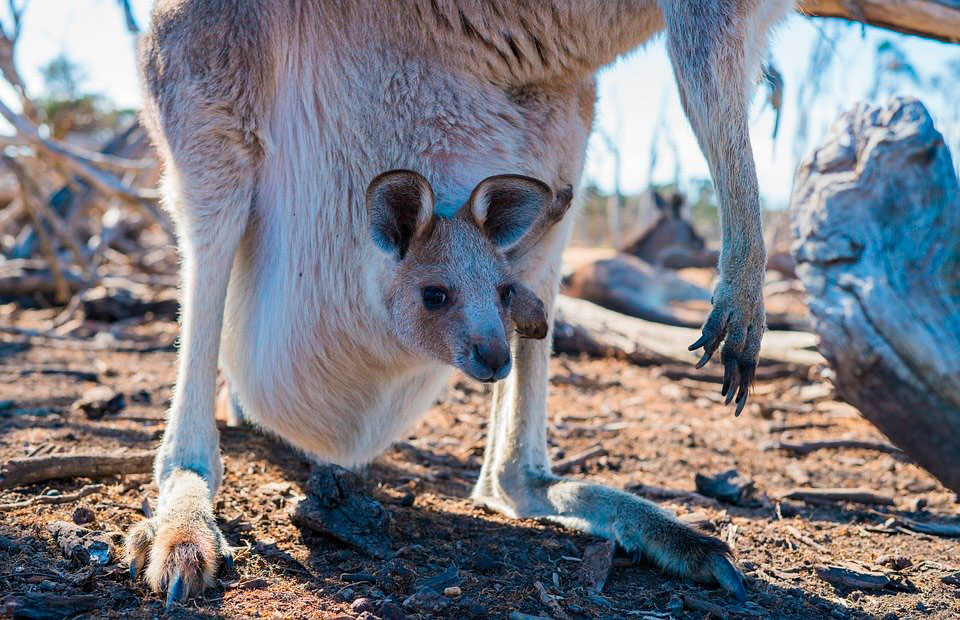 Marsupiales: unos mamíferos muy especiales