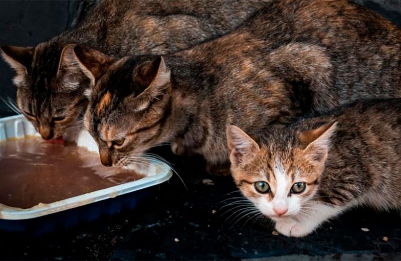 Nuevos convenios en Elche para garantizar el cuidado de las colonias felinas del municipio