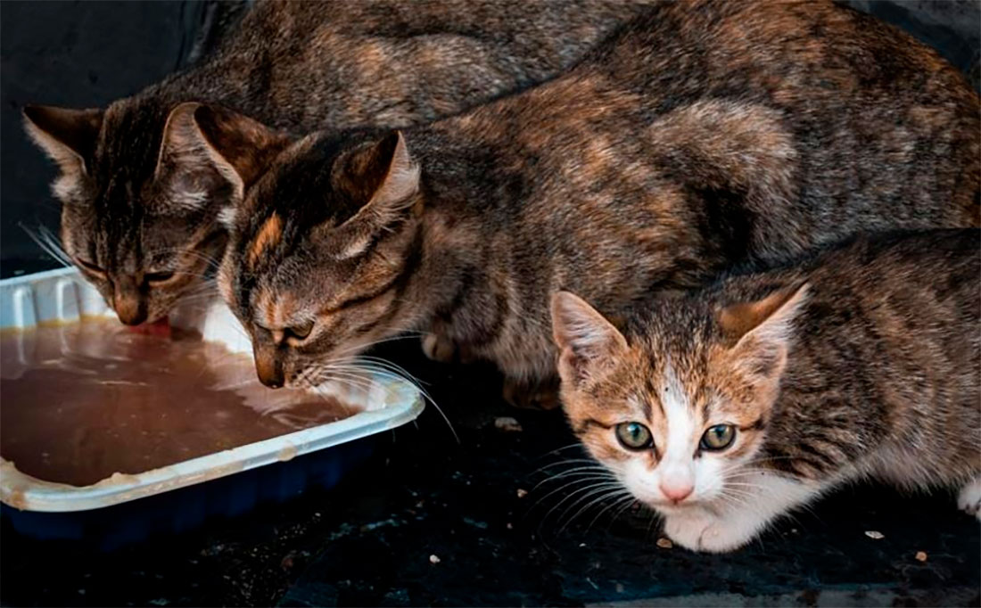 Condenado a 18 meses de prisión por la muerte de 3 gatos en una colonia de la Barceloneta